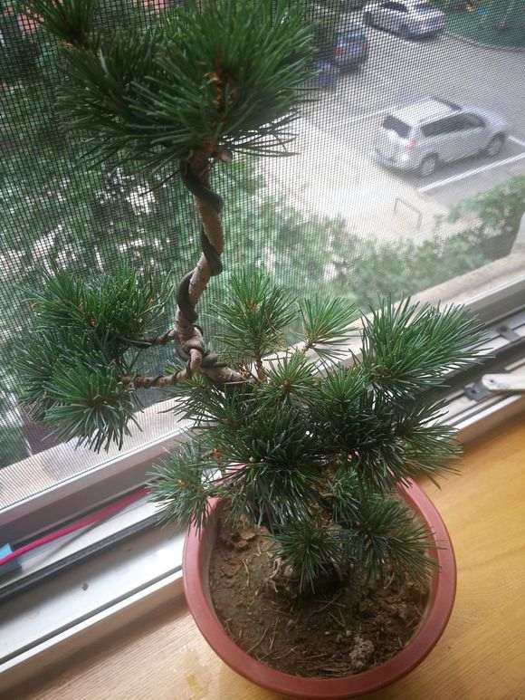 五针松怎么浇水和土壤湿度的方法 图片