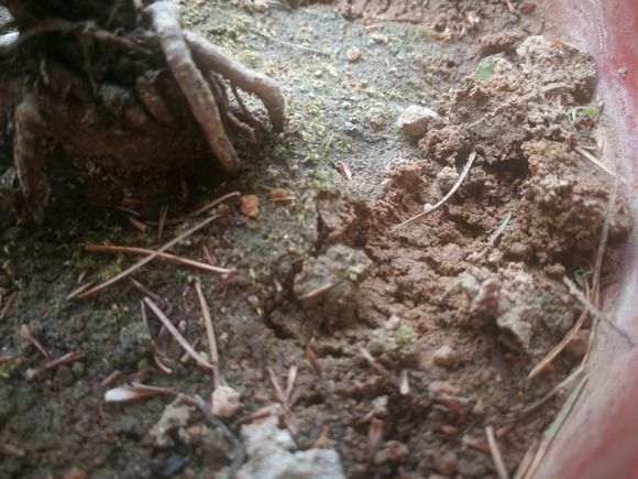 五针松怎么浇水和土壤湿度的方法 图片