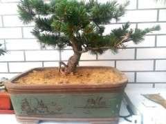 五针松下山桩有三个芽头 怎么办 图片