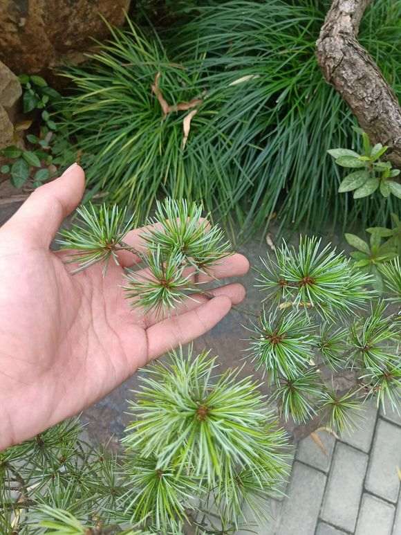 如果下山桩扦插能活 就不会嫁接了 图片