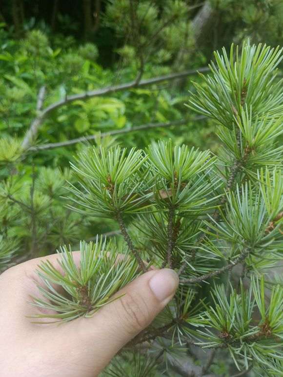 如果下山桩扦插能活 就不会嫁接了 图片