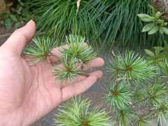 如果下山桩扦插能活 就不会嫁接了 图片