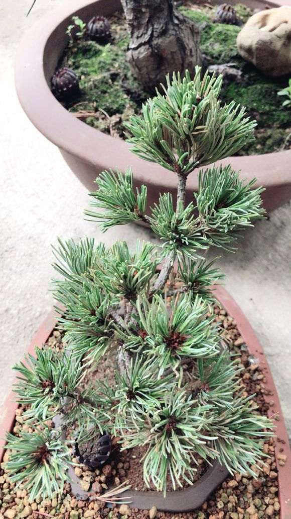 为什么种植五针松下山桩不容易 图片