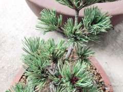 为什么种植五针松下山桩不容易 图片