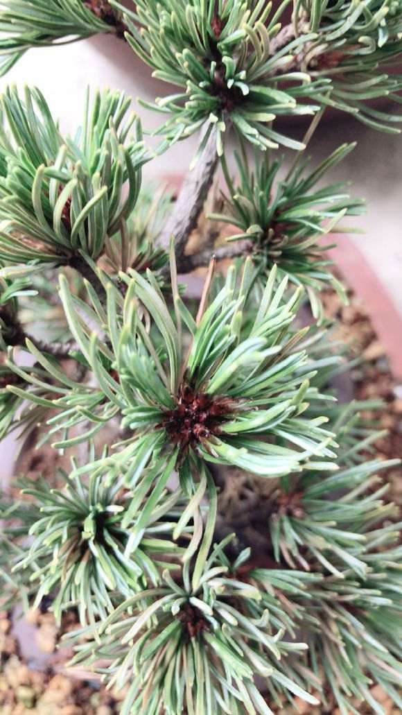 五针松下山桩到底该怎么养啊 图片