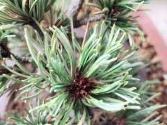 五针松下山桩到底该怎么养啊 图片