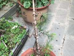 五针松下山桩放室外 需要早晚喷水吗 图片