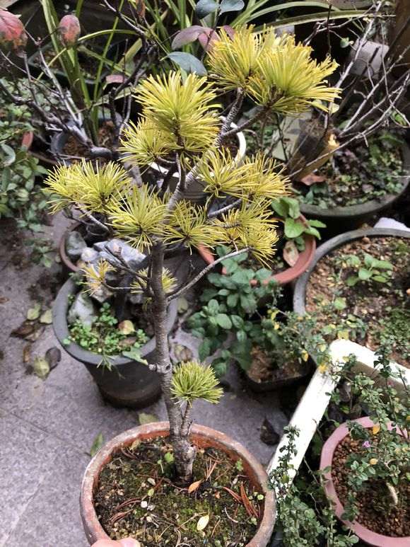 那须嫁接五针松下山桩怎么那须娘的方法