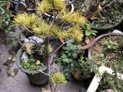 那须嫁接五针松下山桩怎么那须娘的方法