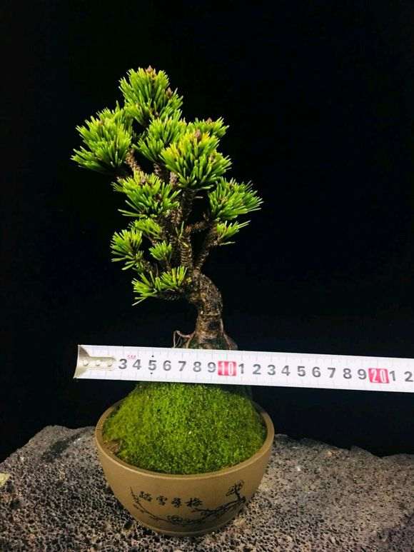 微拍里的千寿姬五针松下山桩 290元 图片