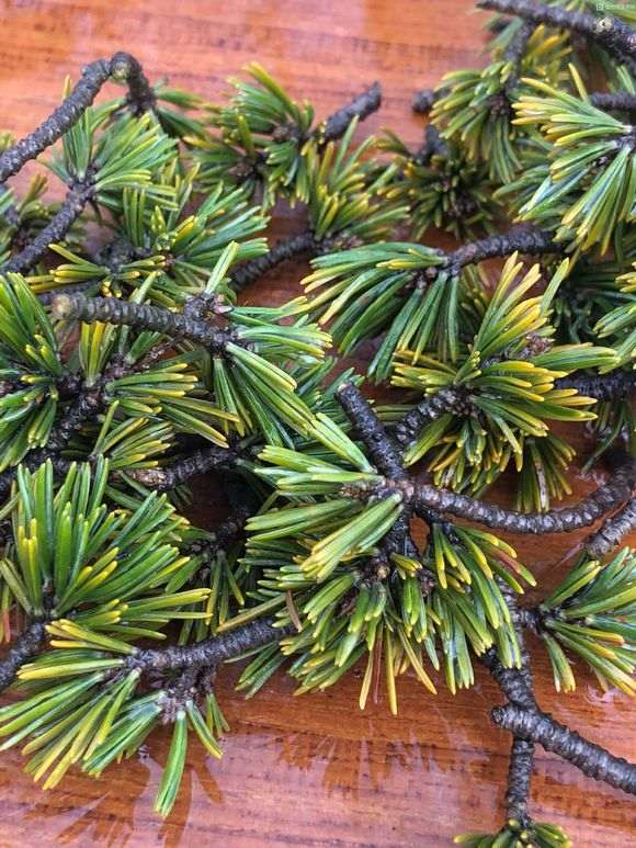  瑞祥五针松下山桩怎么修剪才会漂亮 图片