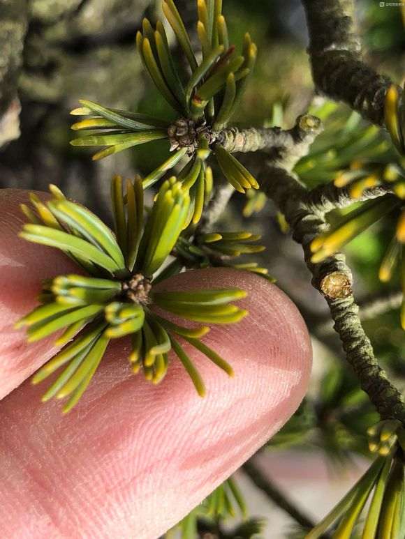  瑞祥五针松下山桩怎么修剪才会漂亮 图片