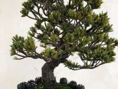 瑞祥五针松下山桩怎么修剪才会漂亮 图片