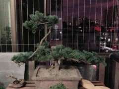 为什么五针松下山桩的土干了就要浇透