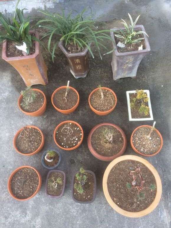 下雪了 五针松下山桩会不会冻坏了