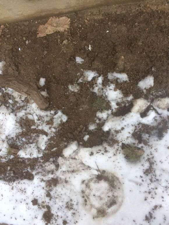 下雪了 五针松下山桩会不会冻坏了