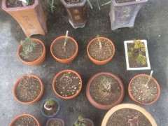 下雪了 五针松下山桩会不会冻坏了