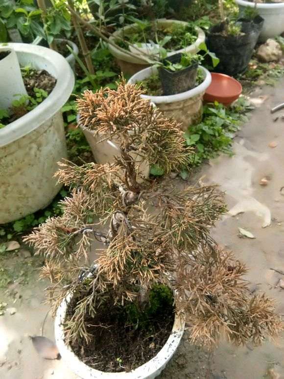 春季下雪 五针松下山桩冻死了 图片