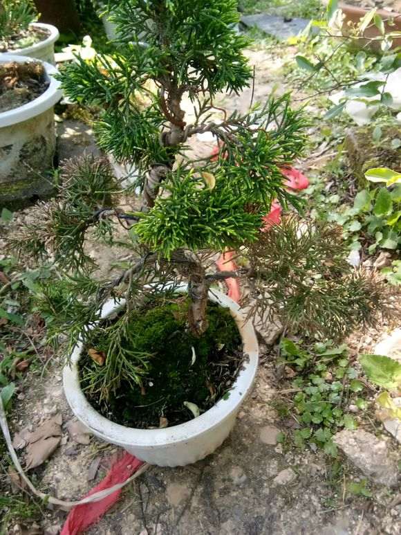 春季下雪 五针松下山桩冻死了 图片