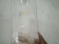 石家庄冬天怎么养五针松下山桩 图片