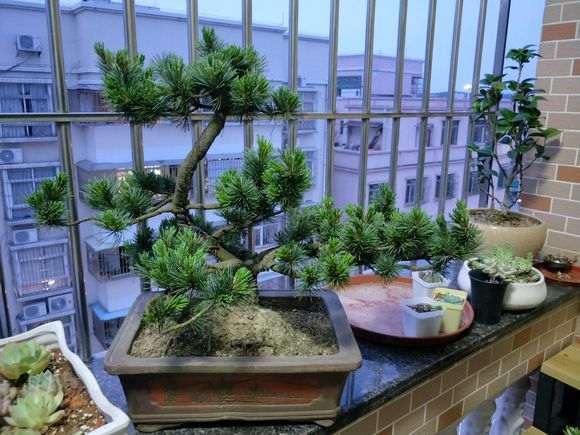 五针松下山桩的土干了 怎么浇水 图片