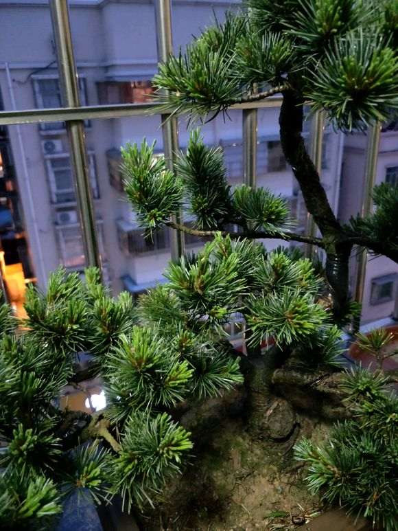 五针松下山桩的土干了 怎么浇水 图片