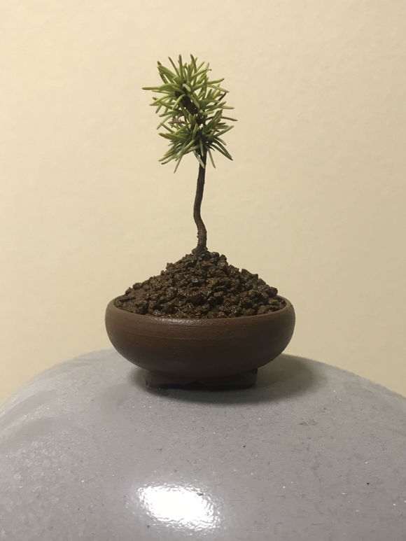 小盆怎么养吾妻五针松下山桩的方法