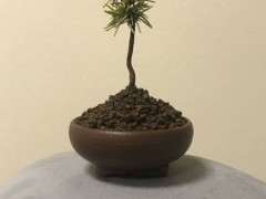 小盆怎么养吾妻五针松下山桩的方法