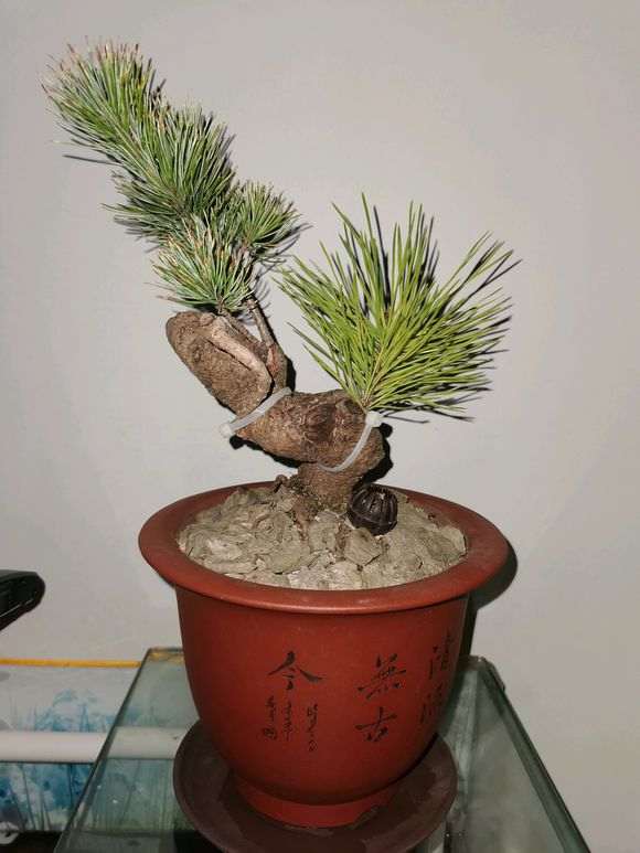 五针松下山桩嫁接砧木什么时候修剪最好