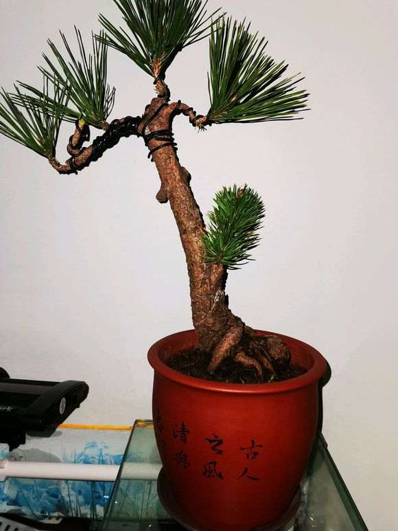 五针松下山桩嫁接砧木什么时候修剪最好