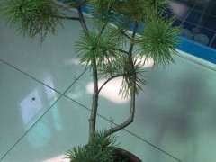 不知道嫁接五针松下山桩能不能长出新芽