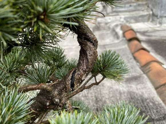 五针松下山桩怎么使用愈合剂的方法