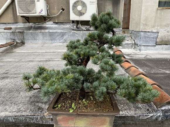 五针松下山桩怎么使用愈合剂的方法