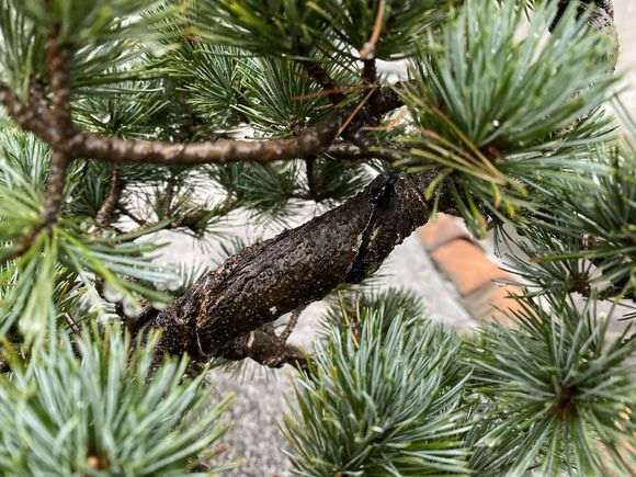 五针松下山桩怎么使用愈合剂的方法