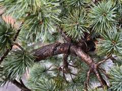 五针松下山桩怎么使用愈合剂的方法