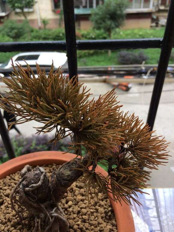 松树下山桩在夏季失水是什么样子 图片