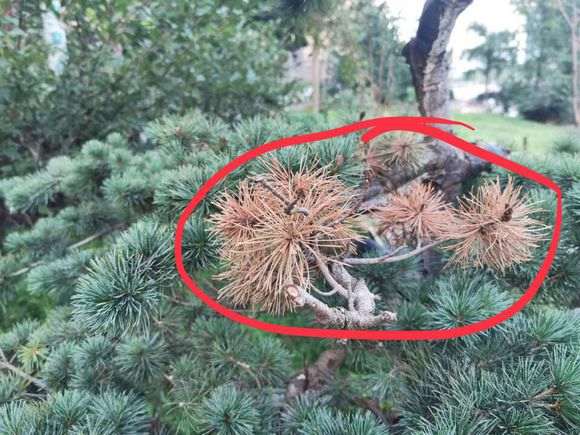 松树下山桩在夏季失水是什么样子 图片