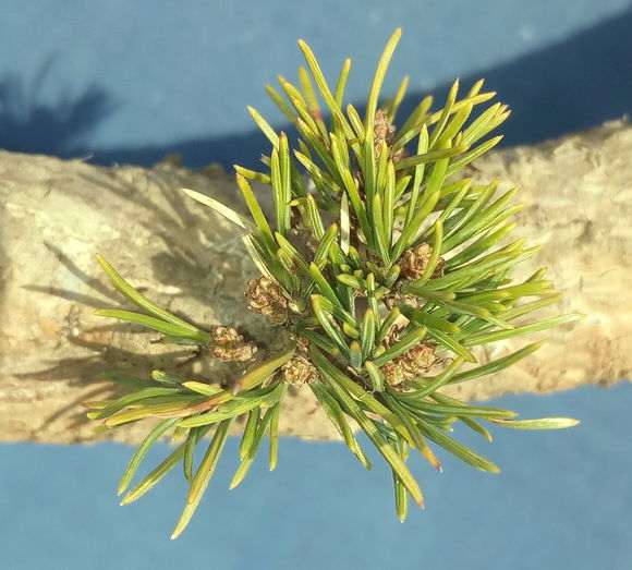 五针松下山桩小黄针 78包邮价格 怎么样