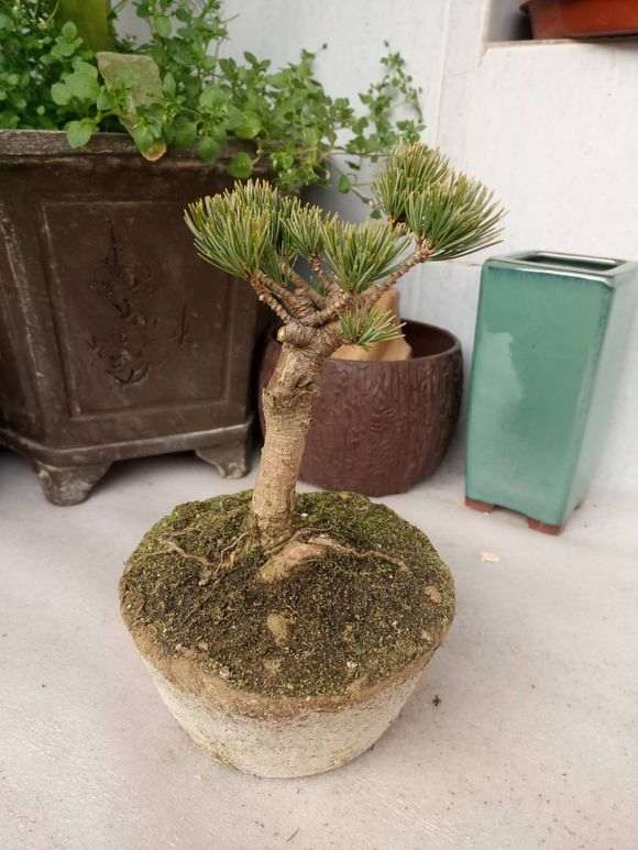 五针松下山桩小黄针 78包邮价格 怎么样