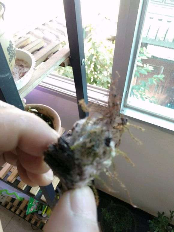 玉肥发霉对五针松下山桩有什么影响 图片