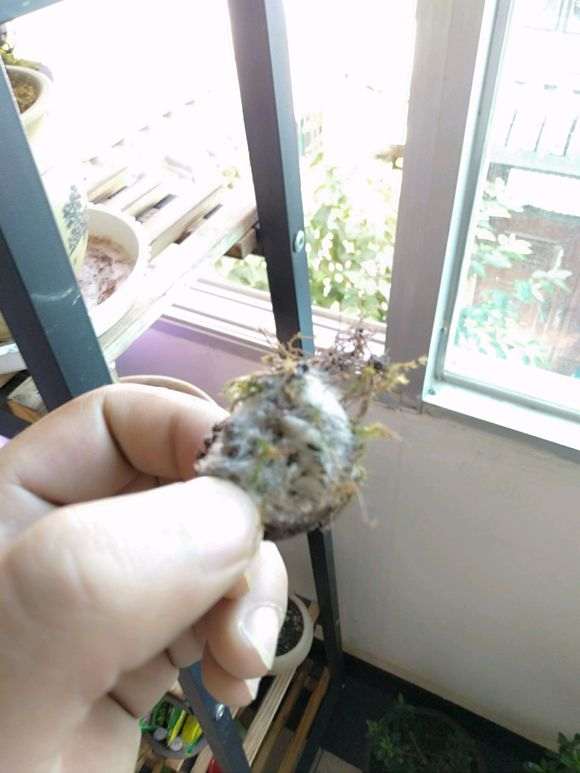 玉肥发霉对五针松下山桩有什么影响 图片