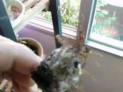 玉肥发霉对五针松下山桩有什么影响 图片