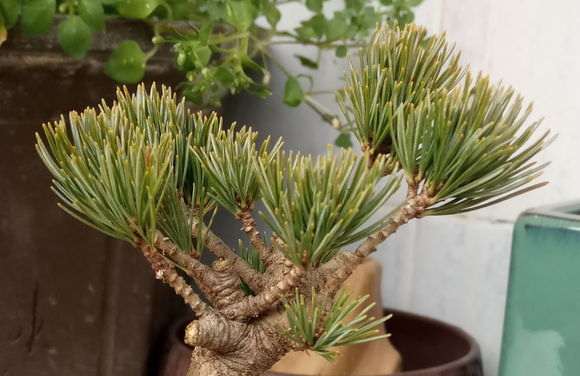 五针松下山桩用什么玉肥最好 图片