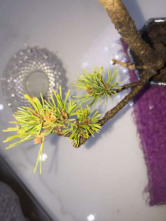 五针松下山桩用什么玉肥最好 图片