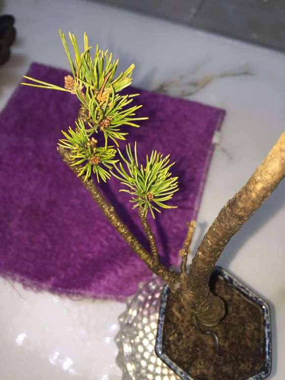 五针松下山桩用什么玉肥最好 图片