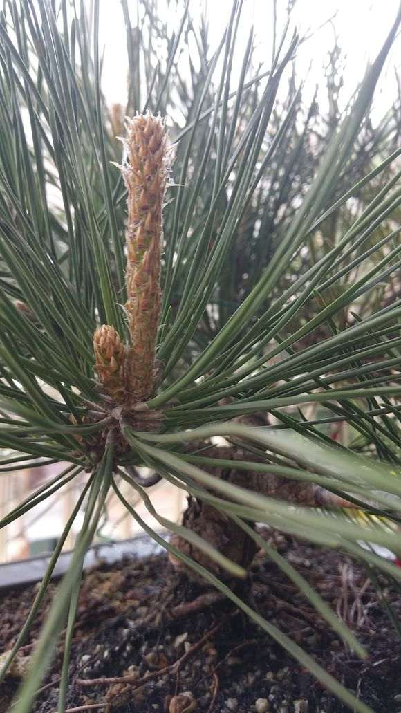 为什么这样高压五针松下山桩 方法不对