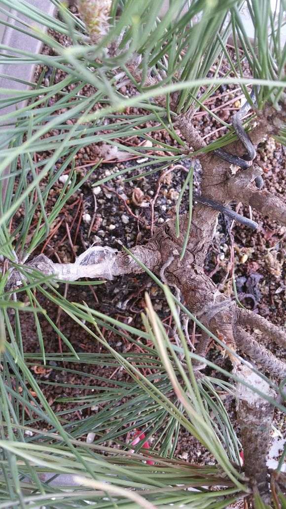 为什么这样高压五针松下山桩 方法不对