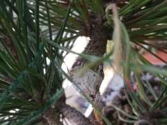 五针松下山桩会不会提提前进入生长期