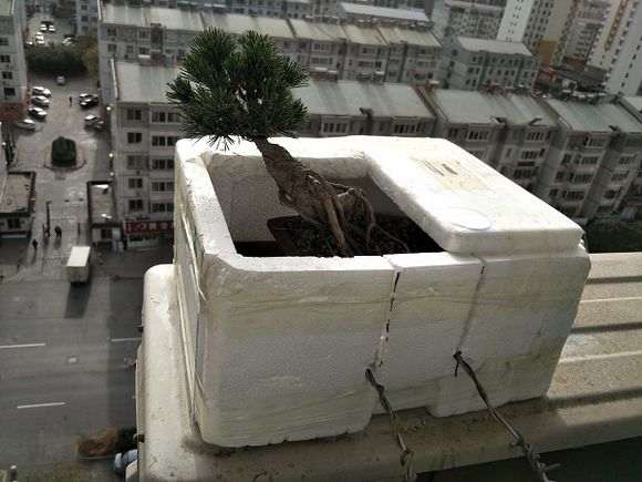 天气冷了 给五针松下山桩做了个窝 图片