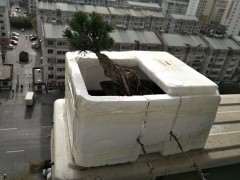 冬天冷 给五针松下山桩做了个窝 图片